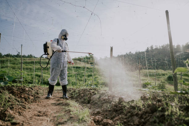 Best Ant Control Services  in Serenada, TX