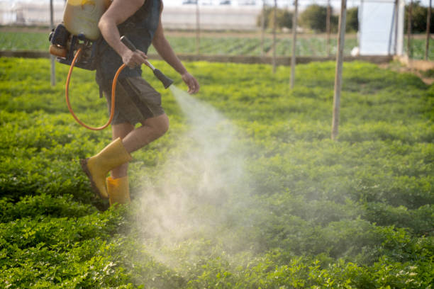 Best Pest Prevention Services  in Serenada, TX