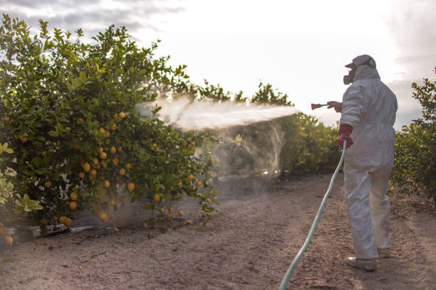 Best Local Pest Control Services  in Serenada, TX