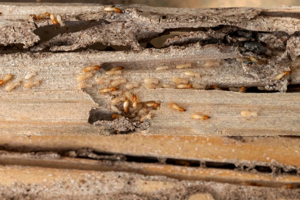 Best Commercial Pest Control Services  in Serenada, TX
