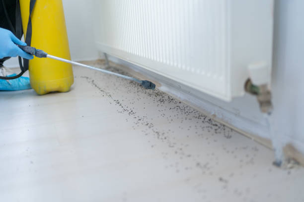 Flea Control Services in Serenada, TX